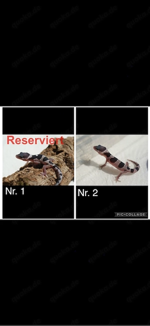 Junge Leopardgeckos 