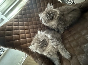 BKH Kitten 