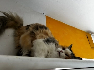 mila perser mix katze