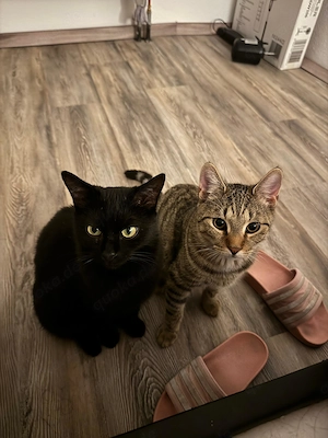 2 kastrierte Kater in liebevolle Hände abzugeben