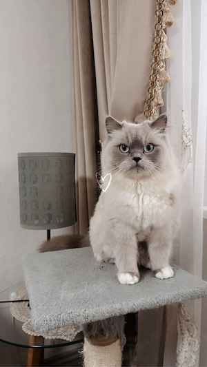    Ragdoll-Katze sucht ein neues Zuhause