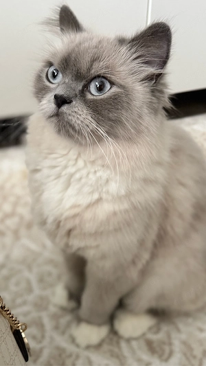    Liebe Ragdoll-Katze sucht ein neues Zuhause
