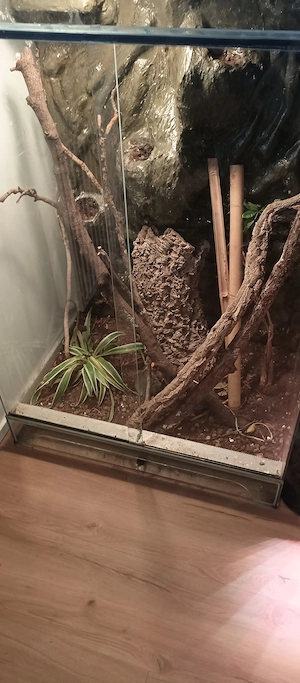 Verkaufe Tausche Rhacodactylus leachianus 0.1 mit Terrarium