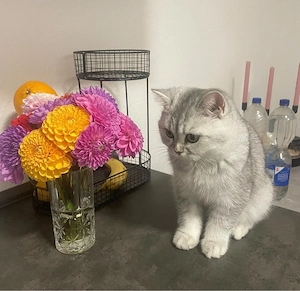 Süße BKH Kitten  Bild 3