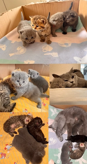 Süße BKH Kitten  Bild 1