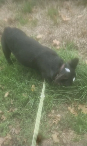 kuschelmaus mädchen  Bild 3