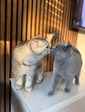 Süße BKH Kitten  Bild 4