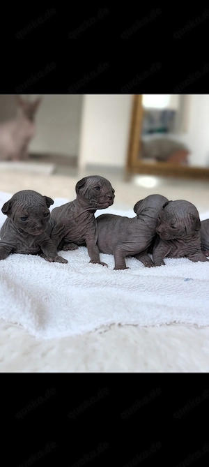 Sphynx Kätzchen suchen ihr Zuhause 