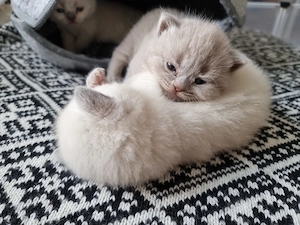 BKH-Kitten