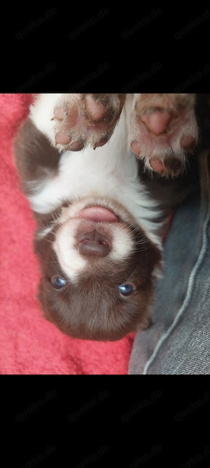 Schoko red Border Collie  Australian Shepherd Welpen