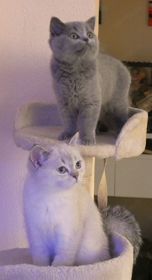    Unsere kleinen geimpften BKH BLH Schätze suchen ihr Für immer Zuhause