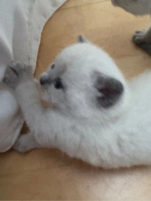 verschmuste BKH kittens 