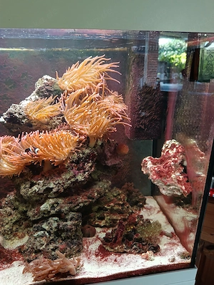Juwel Lido 120 Liter Meerwasser Aquarium 