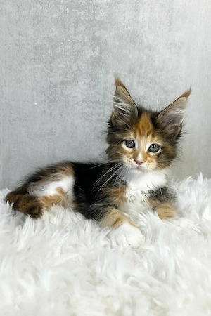 Sanftmütig, liebevoll und voller Persönlichkeit   dieser kleine Schatz ist bereit, der perfekten Fam Bild 5