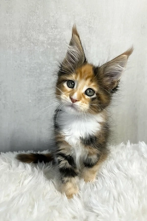 Sanftmütig, liebevoll und voller Persönlichkeit   dieser kleine Schatz ist bereit, der perfekten Fam