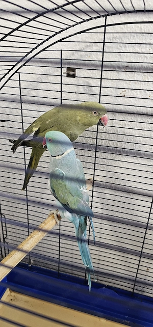 papagai par