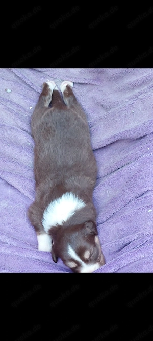 Schoko ,z T blaue Augen, Border    Aussie  Welpen
