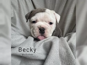 Old Englische Bulldogge 