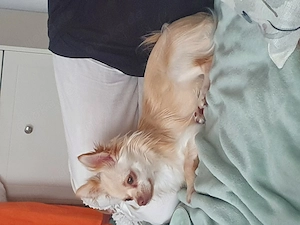 Chihuahua ruede 