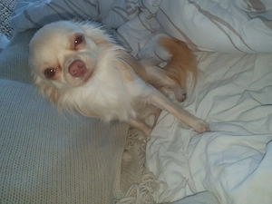 Chihuahua ruede  Bild 4