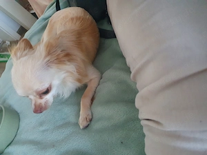 Chihuahua ruede  Bild 3