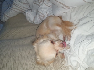 Chihuahua ruede  Bild 5