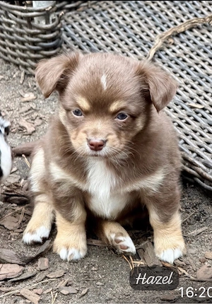 Mini Aussi   Chihuahua Mix