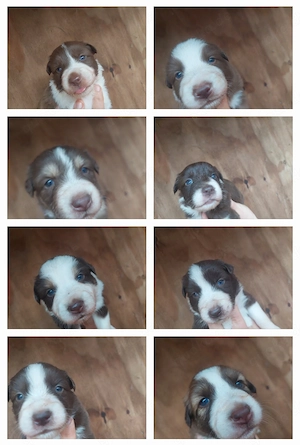 Border Collie  Australian Shepherd Welpen