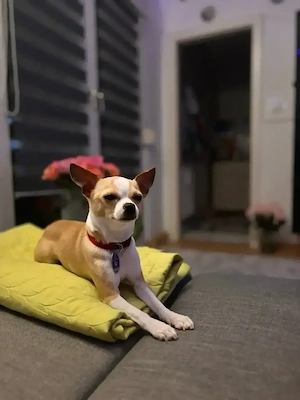 Deckrüde Chihuahua
