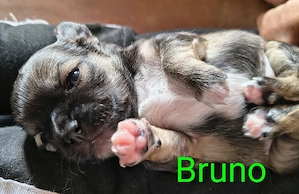Chihuahua Reinrassig Babys 