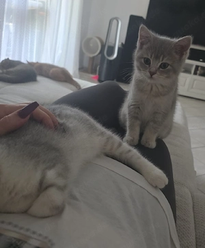 BKH Kitten Mädchen 