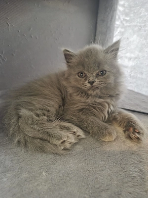 BKH BLH Minis abzugeben nurnoch 2 Kater