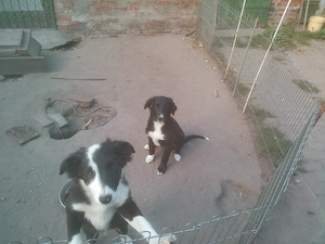 Border Colly Welpen Bild 3