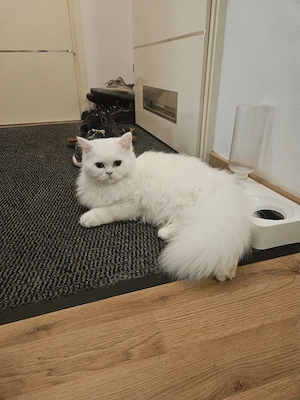 zuckersüße kleine Katze