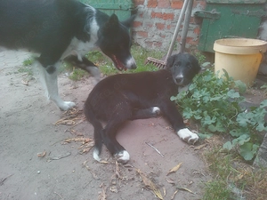 Border Colly Welpen Bild 4