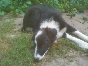 Border Colly Welpen Bild 9