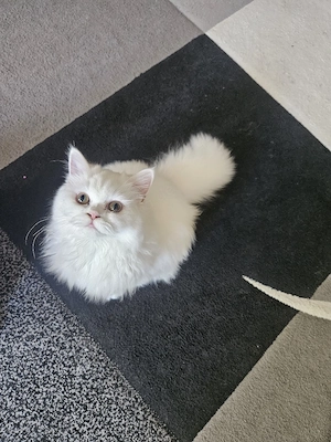 zuckersüße kleine Katze