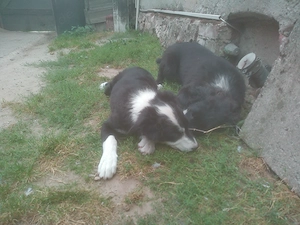 Border Colly Welpen Bild 7