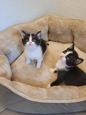 baby katzen