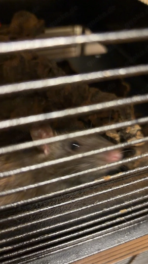 Farb ratten  Bild 4