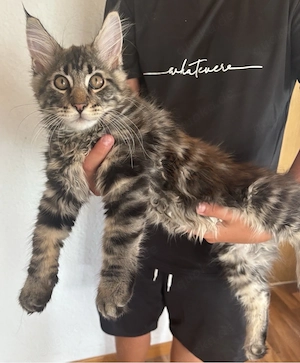Maine Coon Kater und Katze XL  3 Monate jung