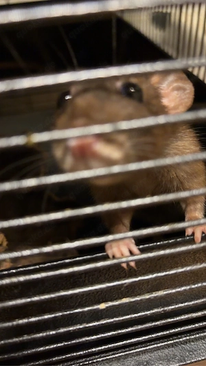 Farb ratten  Bild 5