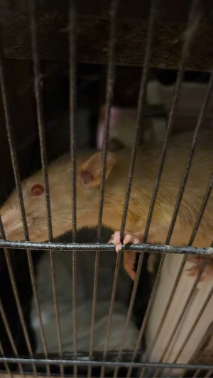 Farb ratten  Bild 3