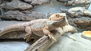 Bartagame Männchen 2 Jahre alt 