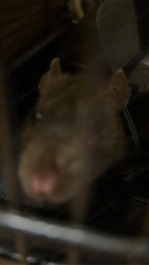 Farb ratten  Bild 2