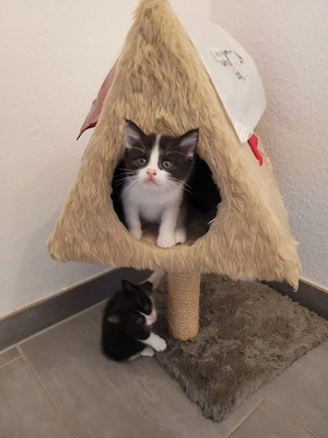 baby katzen