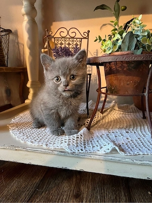 BKH kitten 
