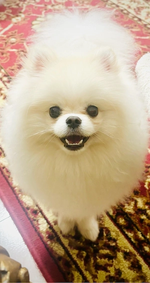 pomeranian rüde