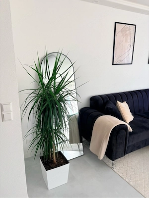 Zimmerpflanze   Drachenbaum 