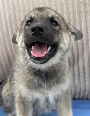 Amadeus - kleiner Kerl sucht Zuhause!
